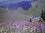 Pensiunea \