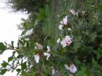 Pension Harmonie (67)