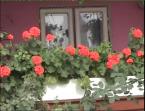 Guesthouse Geranium (14)