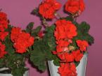 Guesthouse Geranium (4)
