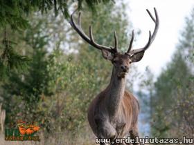 Parcul de animale salbatice Iv� (1)