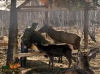 Parcul de animale salbatice Iv� (5)