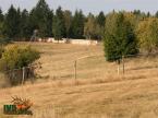 Parcul de animale salbatice Iv� (4)