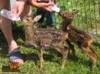 Parcul de animale salbatice Iv� (9)