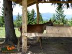 Parcul de animale salbatice Iv� (7)
