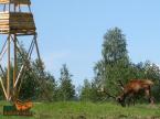 Parcul de animale salbatice Iv� (11)