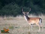 Parcul de animale salbatice Iv� (2)