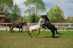 Zetevar Pension and Horse Riding Center (15)
