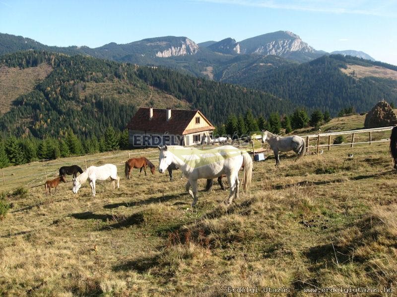 Hipparion Lovastanya s Vendghz (12)