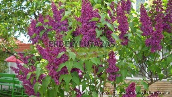 Pension N�rcisz (11)