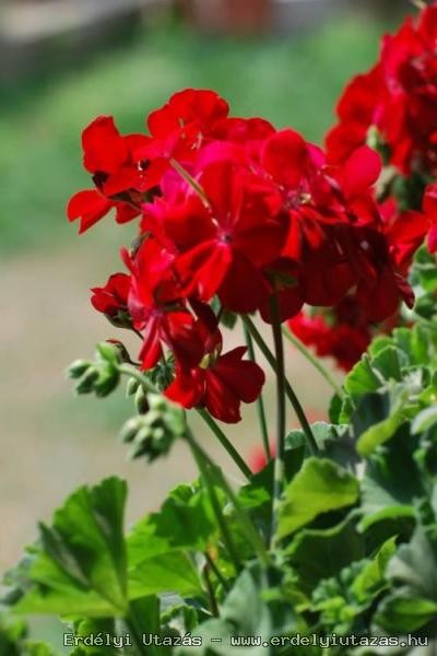 Geranium Pension (22)