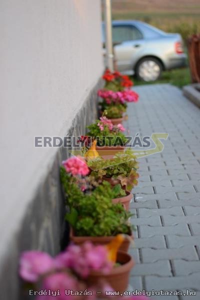 ErSa Panzi (12)