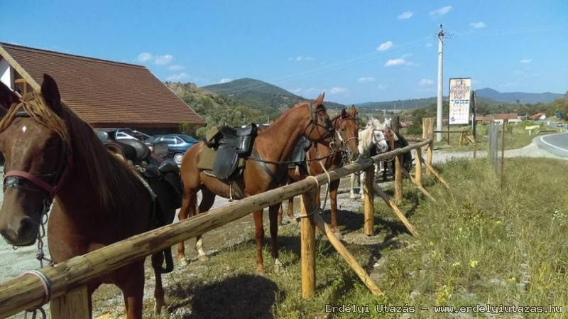 Mikjfalusi Karvaly Fogad (6)