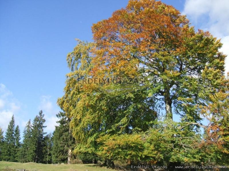 Bagzosoldal Kulcsosh�z (19)