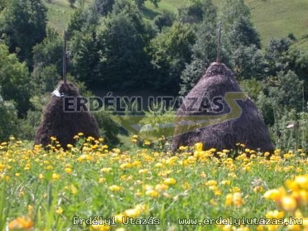 Tulpe Gasthaus (10)